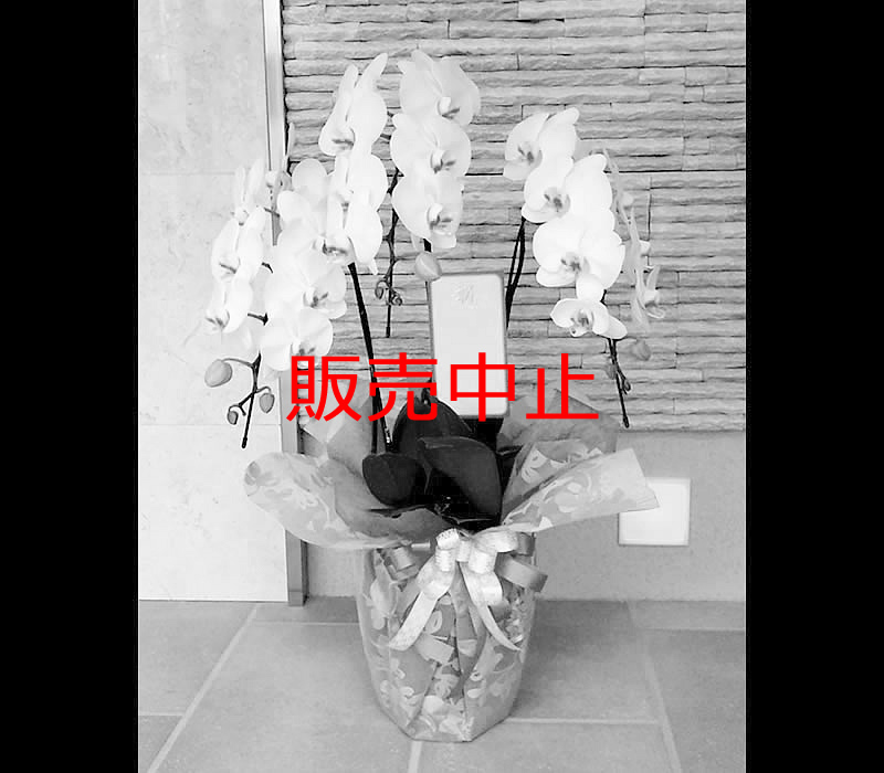 胡蝶蘭 白 18,700円（税込）3