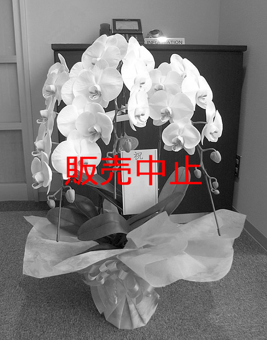 胡蝶蘭 白 18,700円（税込）